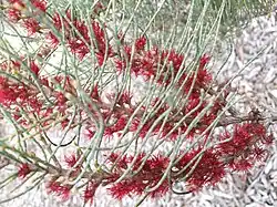 Allocasuarina humilis, 21 June 2018