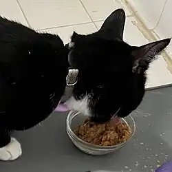 A black cat with white paws eating plant-based wet cat food from a small bowl.