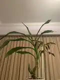 Pseudobulbs