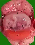 Opened uterus with cat fetus in midgestation: 1 umbilicus, 2 amniotic sac (chorion and amnion), 3 allantois, 4 yolk sac, 5 developing marginal hematoma, 6 maternal part of placenta (endometrium)