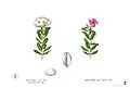 Two morphs of Catharanthus roseus and a leaf
