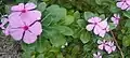 Pink form of Catharanthus roseus