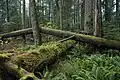 Cathedral Grove in 2006
