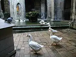 Geese in the cloister