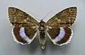 Catocala fraxini blue underwing type species of Hemigeometra