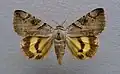 Catocala hymenaea