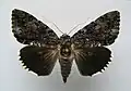 Catocala lacrymosa tearful underwing