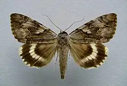Catocala lara