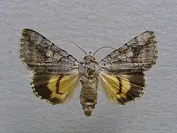 Catocala mariana