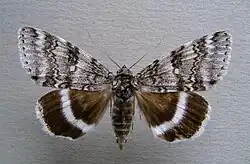 Catocala relicta the relict