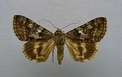 Catocala separata