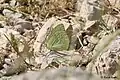 Catopsilia florella from United Arab Emirates