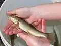 Sonora sucker