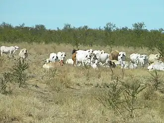 Cattle beside the Savannah Way (Burketon to Normanton Road), 2013
