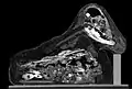 The mummy bundle consists of a skull, without horns, placed in the position suggested by the wrappings. The rest of the animal is incomplete and consists of disarticulated, skeletonised, bones. The animal was juvenile. The calf was not excerebrated.[36]