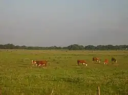 Cattle grazing on ranch lands between Beeville and Goliad, Texas