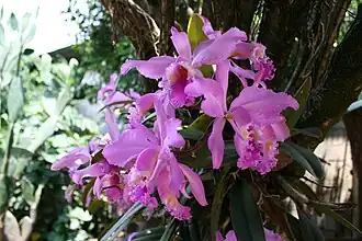 Cattleya mossiae