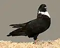 Black self Cauchoi