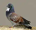 Cauchois Red laced