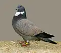 Yellow laced Cauchois