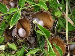 Opened pods with seeds
