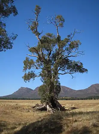 The Cazneaux Tree is located within the County of Hanson