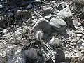 seedling