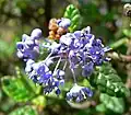 Ceanothus impressus