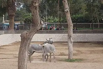 Grévy's zebra
