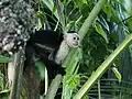 White-headed capuchin (Cebus imitator)
