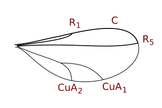 Cecidomyiinae wing veins