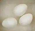 Glossy white eggs