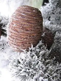 An image of snow grains