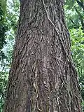 Stem