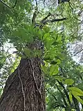 Leaves