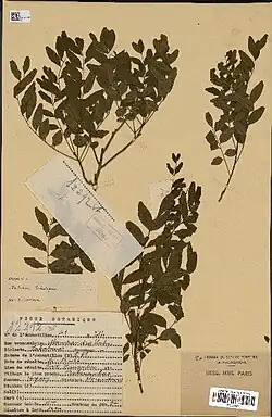 Cedrelopsis gracilis (Healers' tree)