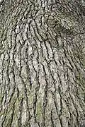 Bark on a mature Lebanon cedar