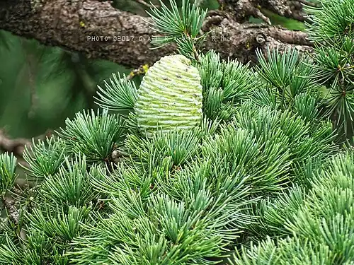 Leaves and female cone