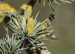 Immature male (pollen) cone of Lebanon cedar