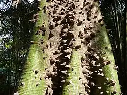 Thorny buttress roots and trunk base