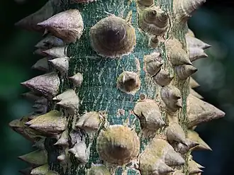 Large thorns on the trunk