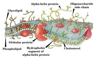 Colored illustration showing the cell membrane and membrane proteins.