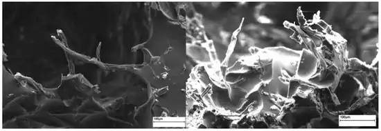 Figure 11: Open access scanning electron microscopy images of soybean oil and cellulose fiber foams.[18]