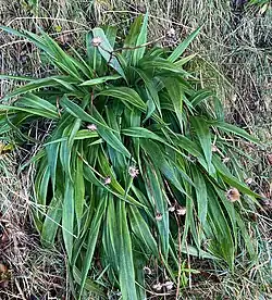 Clump of long pointed leaves on a grassy bank