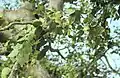 African hackberry (C.&nbsp;integrifolia)