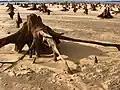 Tree cemetery