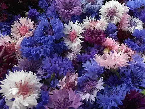 Centaurea cyanus (cornflower)