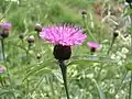 Centaurea jacea.