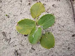 Brahmibooti (Centella asiatica)