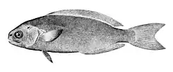 The rudderfish (Centrolophus niger) is a medusa fish